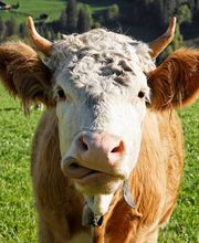 Lenk Milch, Simmentaler Bergkäse, Simmentaler Kuh