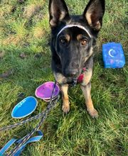 Hundeschule Thea Grothe Bild 10