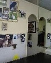 Aline Toilettage image 16