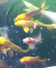 Les Jardins D'Eau image 2