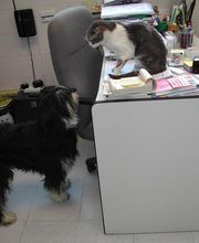 anubis-clinica-veterinaria-consultorio-01.jpg