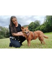 Hundetraining mit Herz Bild 2