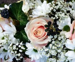 Blumen Anemone Bild 2