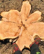 Julien Machefer Elagage EI image 10