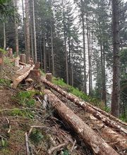 Entreprise forestière Daniel Ruch SA Bild 5