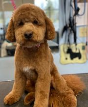 Spa Paw & Tail Premier Pet Resort image 1