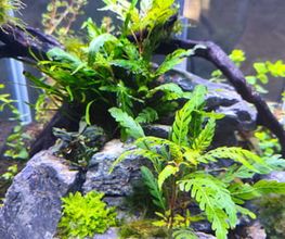 AquascapOlli Bild 3