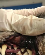 Hundesalon Farah Bild 5