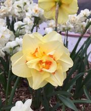 Gander Gartenbau Bild 1