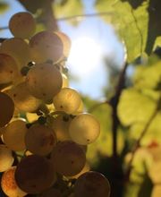 Cave de la Crausaz Bild 3