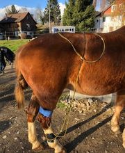 Tierphysio-Praxis Oberland GmbH Bild 12