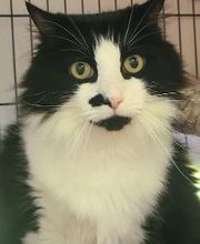 The Country Inn For Cats image 15