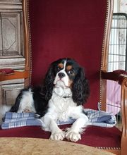 Asenack Association image 12