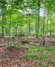 FriedWald Wiesenbach Bild 8