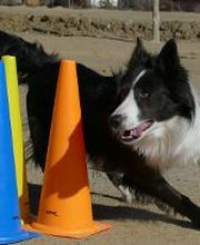 Piolcan Adiestramiento Canino y centro de formación imagen 3