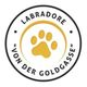 Labradorzucht Von der Goldgasse