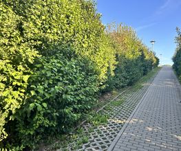 Gartenservice Mark Miess Bild 27