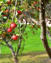 Sidra Riestra imagen 6