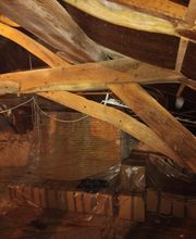 Stop nuisibles24 image 2