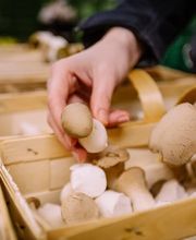 Pilzsortiment von Gemüsering: Handverlesene Kräuterseitlinge und Champignons in traditionellen Holzkörbchen