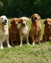 Aikenka Education Canine image 1