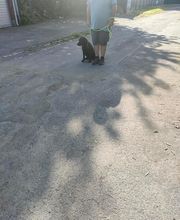 Antonio Rita Educateur et Comportementaliste canin image 18