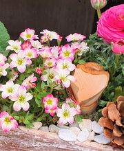 Rambert Fleurs image 4