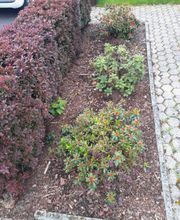 Gartenarbeiten Burkhardt Bild 1