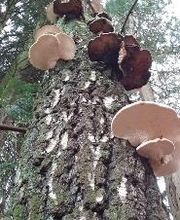 Spycher Baumpflege GmbH Bild 18