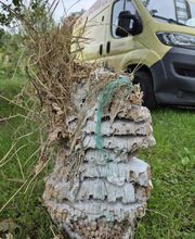 Pro Ramonage image 1