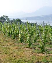 Brunner Weinmanufaktur AG Bild 14