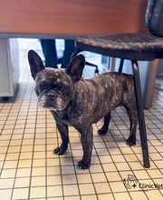 ClinicVet Vétérinaire Etrépagny image 5