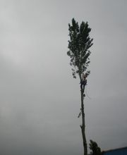 Dobigny Elagage image 18