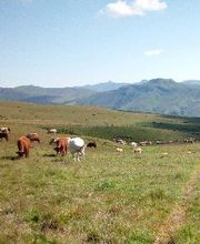 Cooperative Groupe d'Estives du Limon image 4