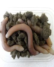 Normandie Appats NAPA image 4