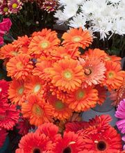 A L Ombre Des Tilleuls image 1