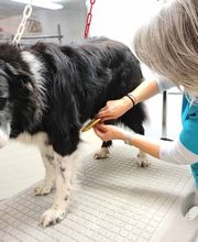 Anisano Tierarztpraxis Bild 2