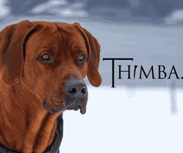 Thimba GmbH Bild 1