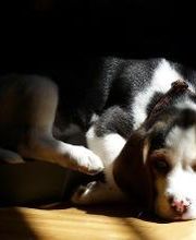 Clínica Veterinaria Manoteras imagen 5