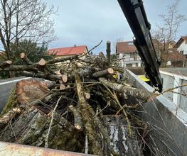 Treevarna Baumpflege München Bild 8