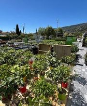 Jardinerie - Allée des Agrumes