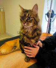 Fashion Dog image 12