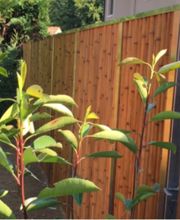 Trois-Chêne Jardins Sàrl Bild 6