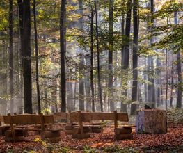 Der Andachtsplatz mit Holzbänken, Kreuz und Steintisch bietet einen würdevollen Rahmen für Trauerfeiern im FriedWald Borchen-Nonnenbusch.