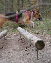 psdoglife