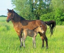 Le Haras De Muralis image 14