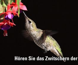 Hörberatung Zürich Mogg GmbH Bild 2