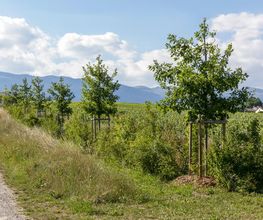 Nicolas Varidel Nature+Jardins Bild 8