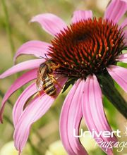 UNIVERT PAYSAGES image 10