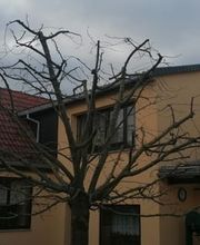 Baumflüsterer Hoffmann Bild 5